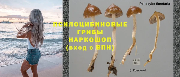 прущие грибы Коряжма